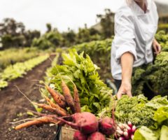 食と自然をつなぐプロフェッショナルへ！農業に関する仕事内容とは？