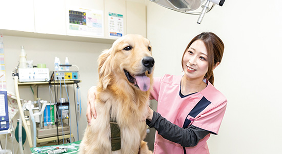 動物看護師体験のイメージ画像